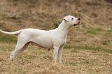DOGUE ARGENTIN 225
